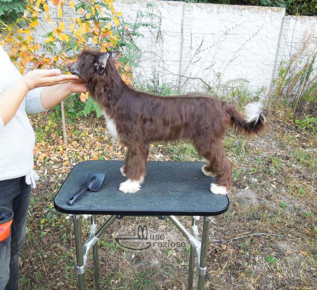 Muso Grazioso Norman Bring Fortune