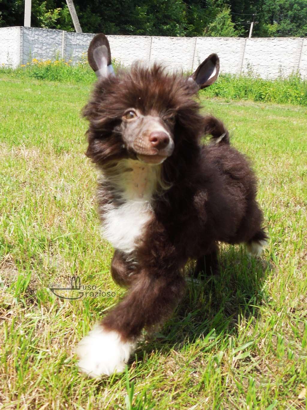 Muso Grazioso Nadine Deep in My Heart