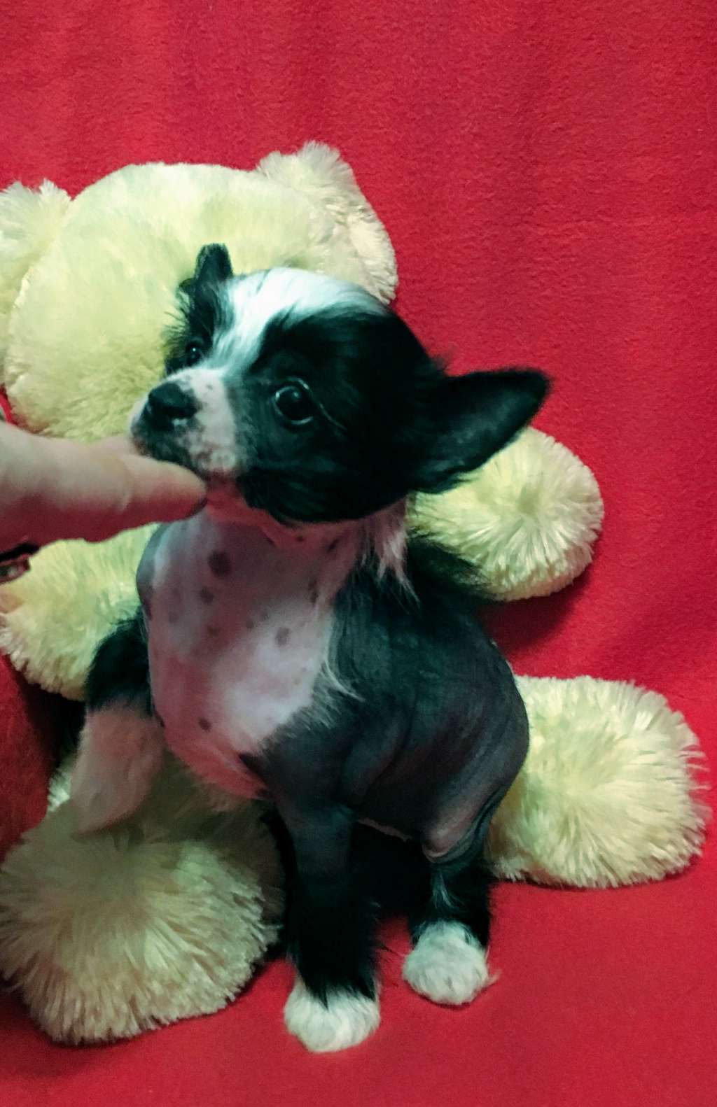 Charuyuschiy Soblazn Pandi Energy