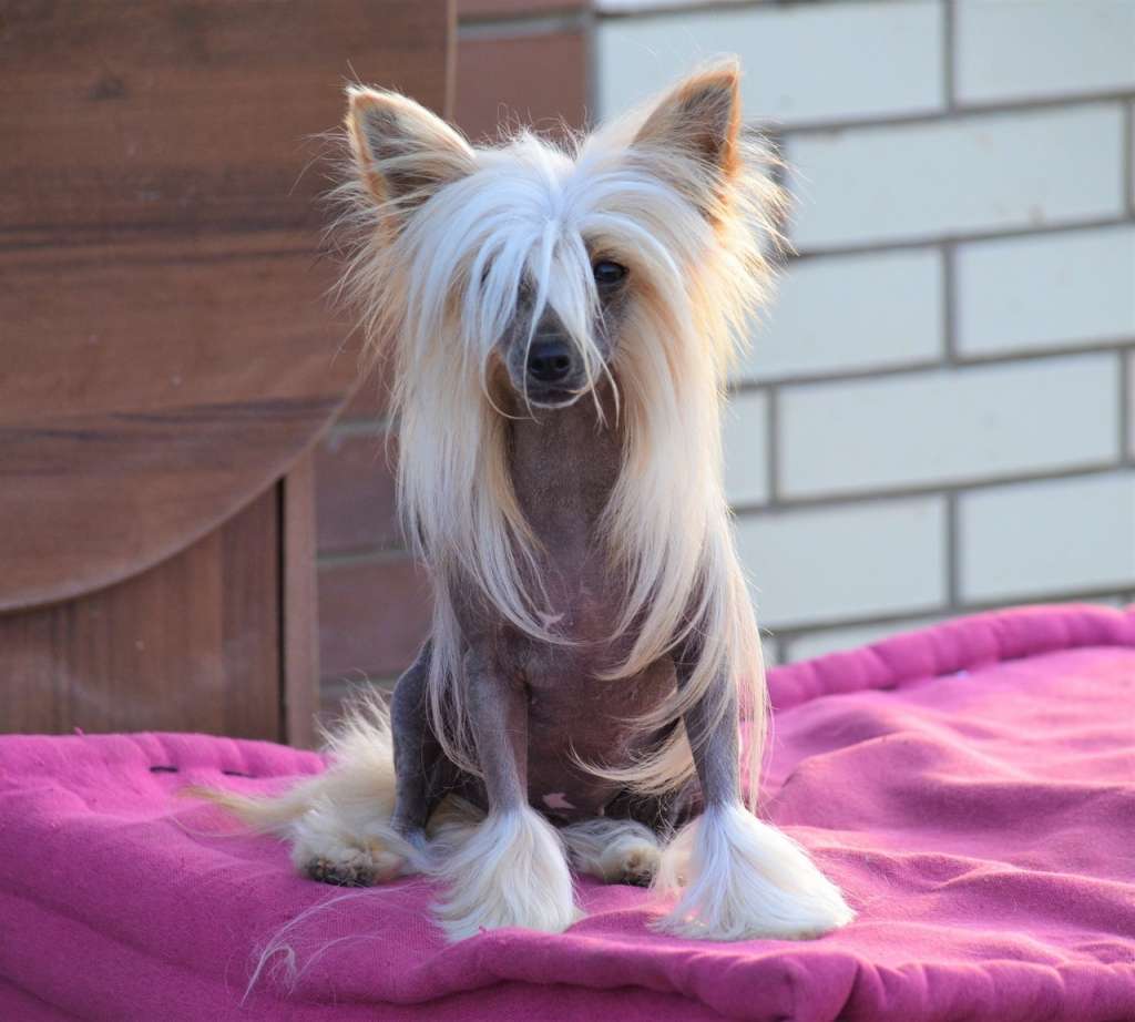 Ognenny Lotos Mistik