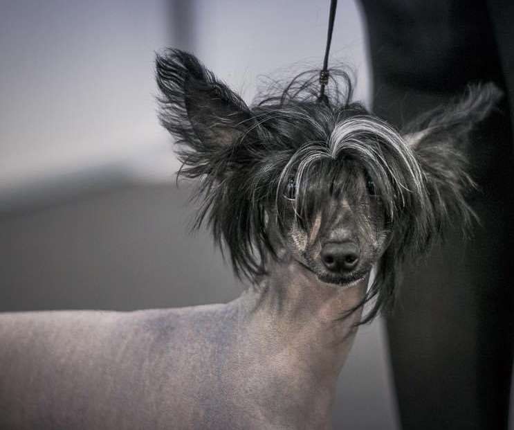 Ernesto Che Guevara Magic Amber