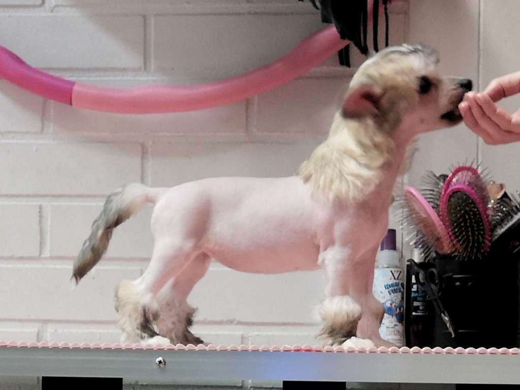 Naked Stars Coctails And Candy Canes