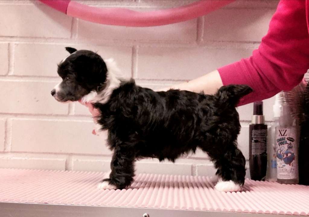 Naked Stars Dear Santa I Can Explain