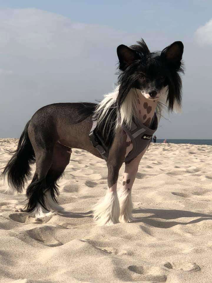 Crazy Cresteds Hot Rod Mirai