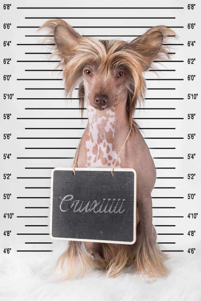 Crazy Cresteds Horcrux Mirai