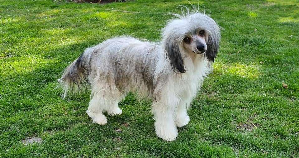 Crazy Cresteds Haruko Mirai