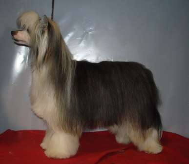 Domtotem Jvelirnaya Rabota