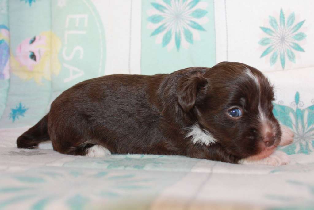 Zlatozar Vigor iz Clana Timurlana