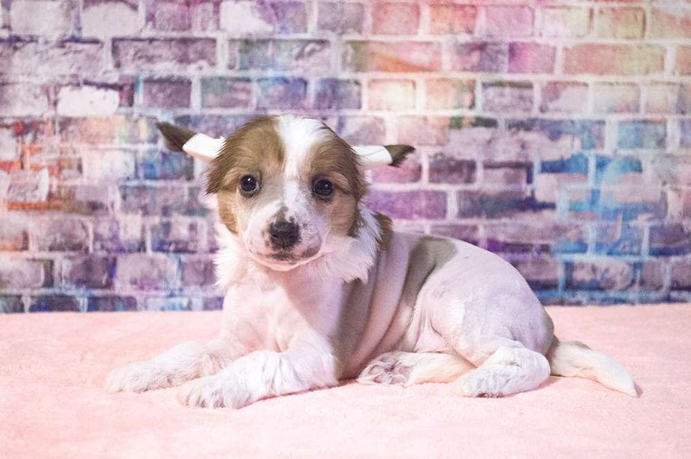 Oro Antenati Graffiti