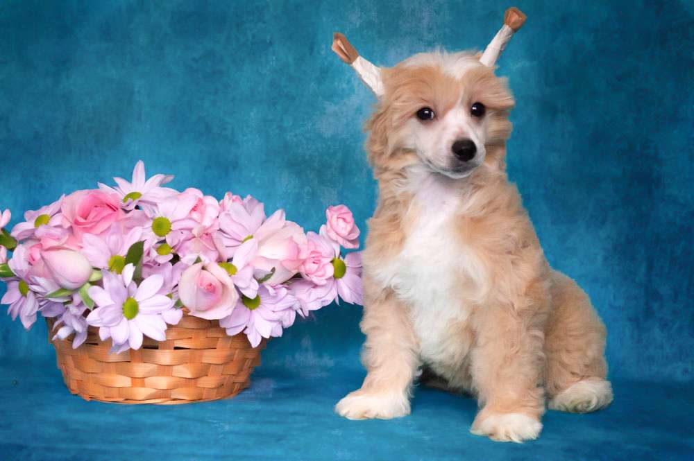 Oro Antenati Garmoniya