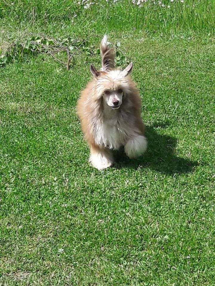 Kasztanowlosy Koles Roingold