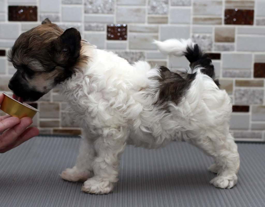 Artic Flyer?s Kilimanjaro