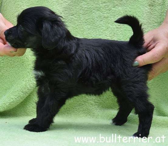 Laureola's Diamond Hope