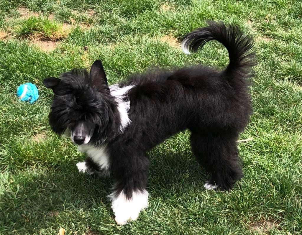 Louis Vuitton Caramella's Family