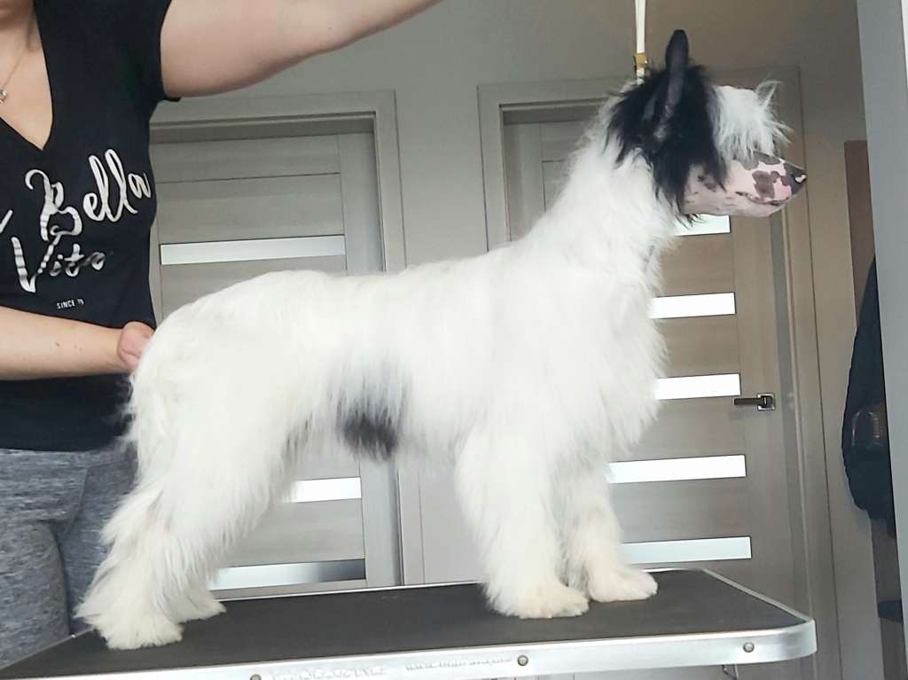 My Crazy Crested Changeable Rubble