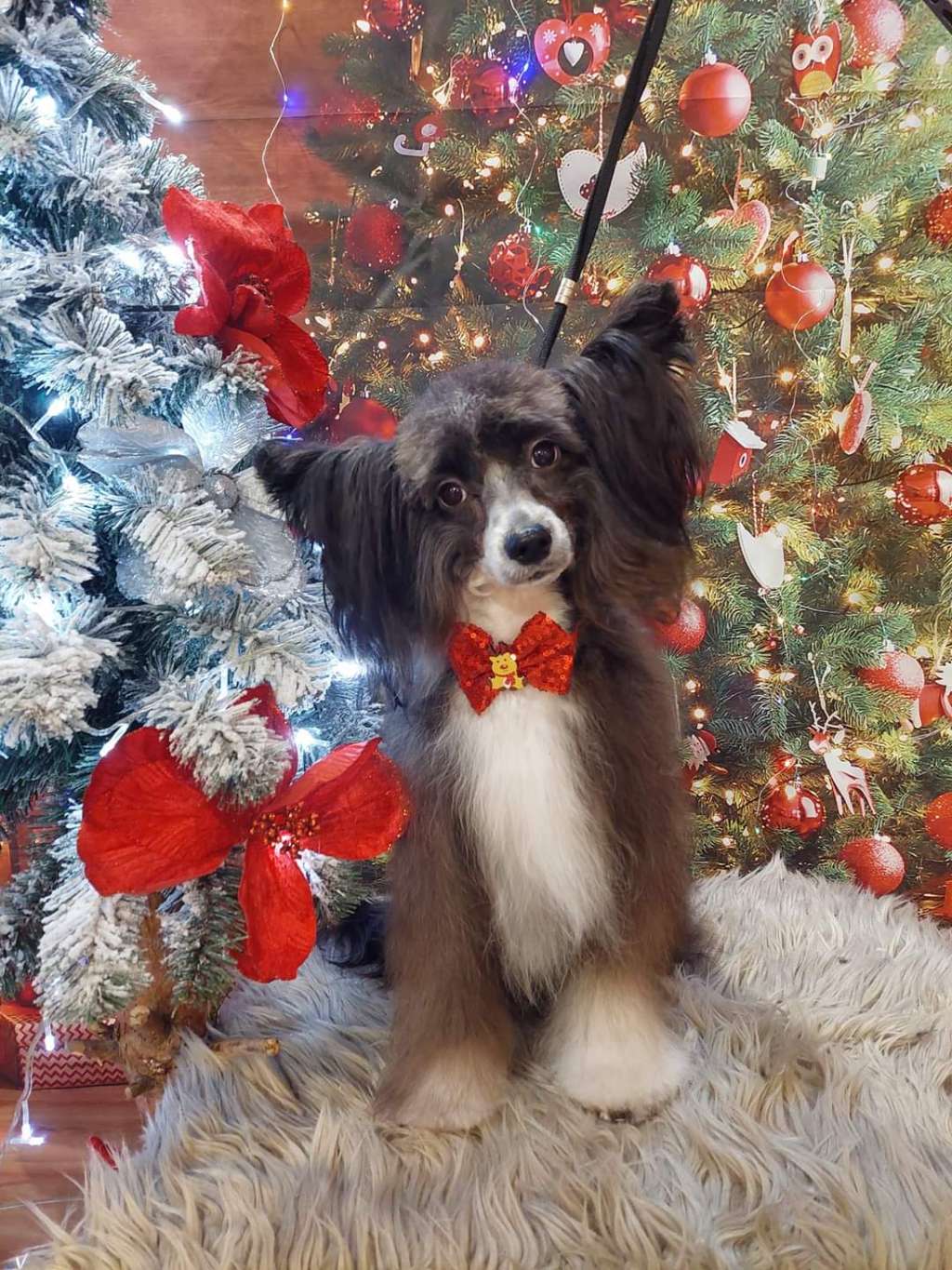 My Crazy Crested Call Me Mrs President