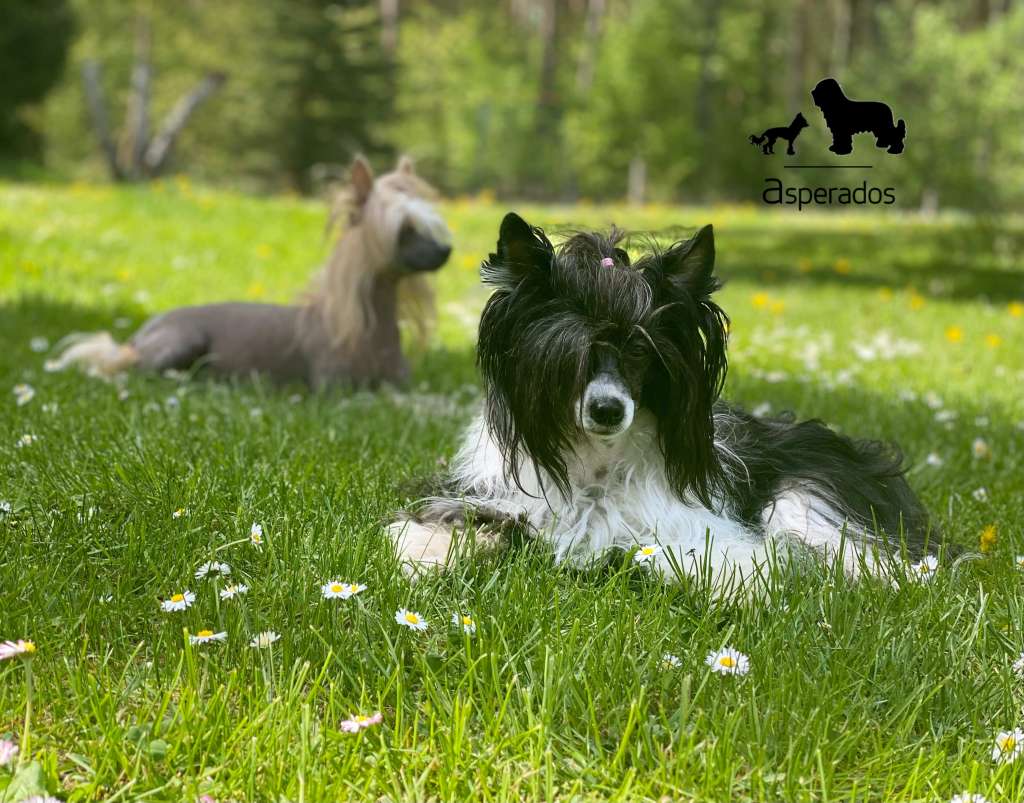 Glorious Grace Asperados (fci)