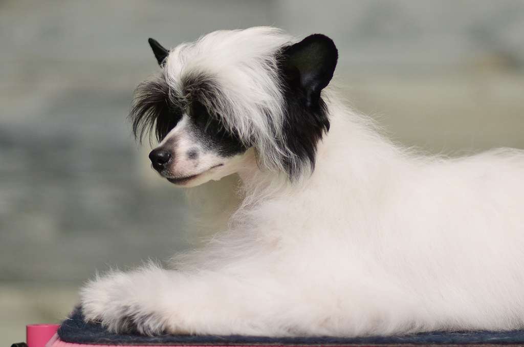 Darina Planet Of Dream