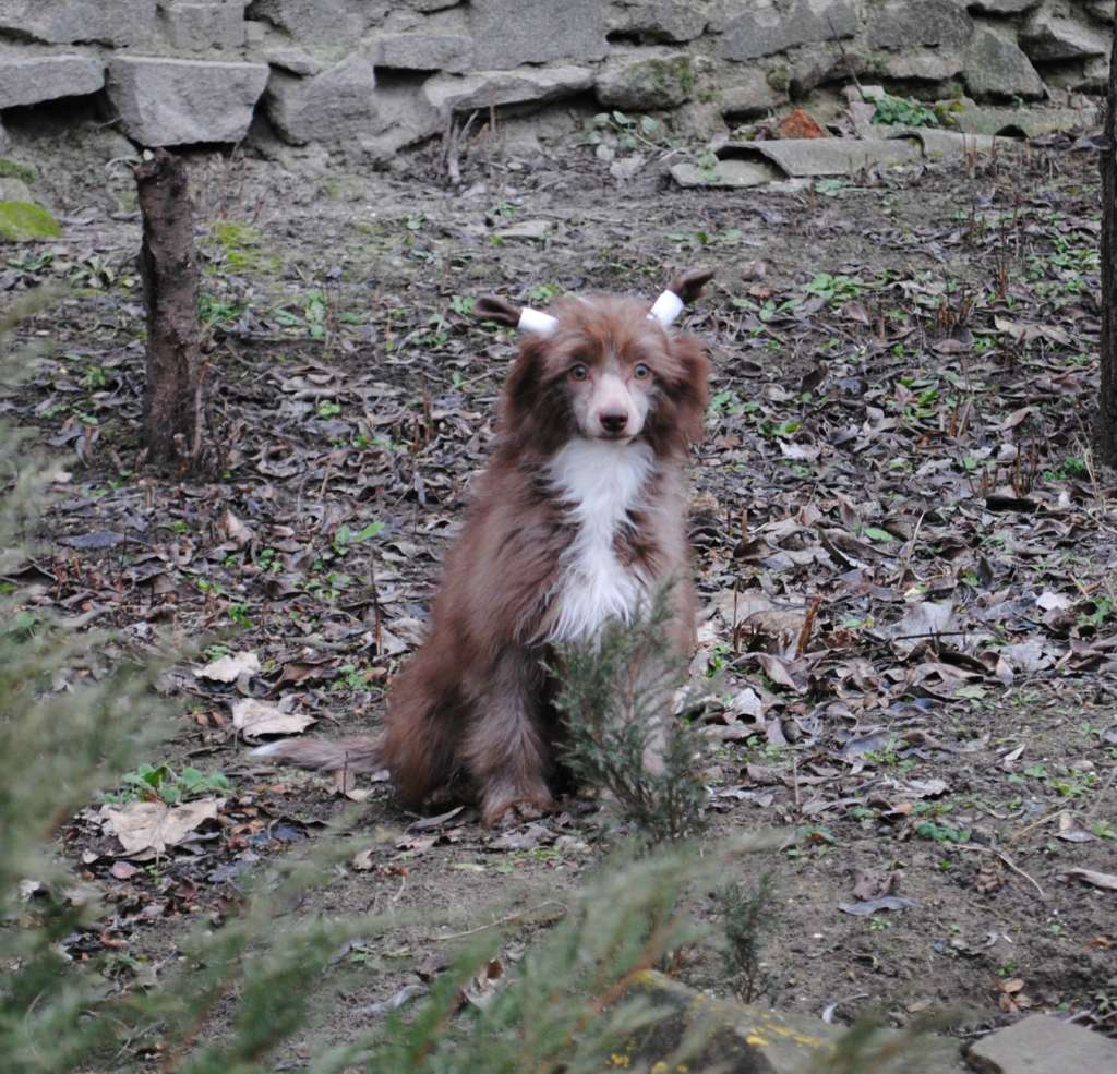 Anda Frelsis Raspberry