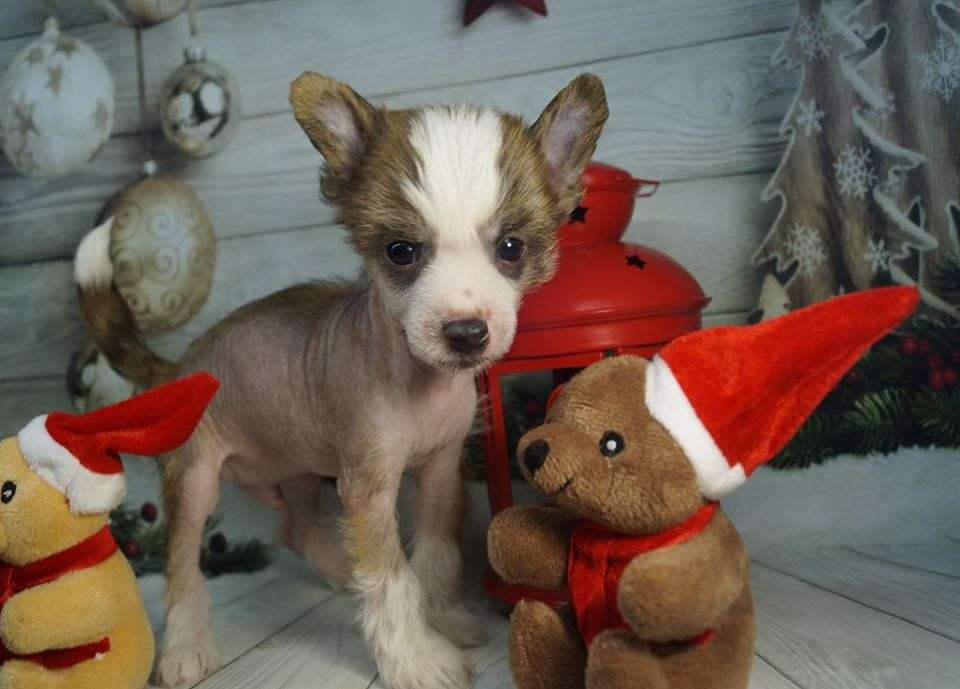 Imperatorskiy Kapriz Impresario