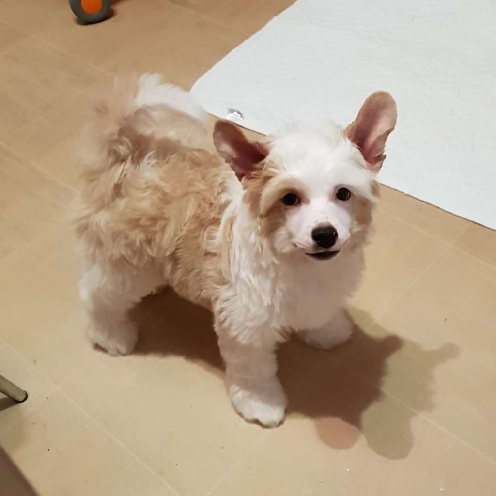 Velichie Dushi Boston