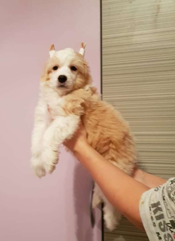 Velichie Dushi Bruno