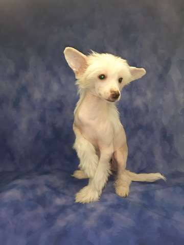 Imperatorskiy Kapriz Ideya Fiks