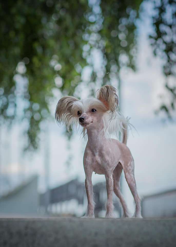 Imperatorskiy Kapriz Infiniti Meidzhik