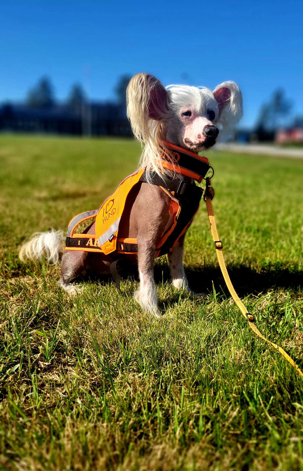 Av Da mia Cuccia King Atilla