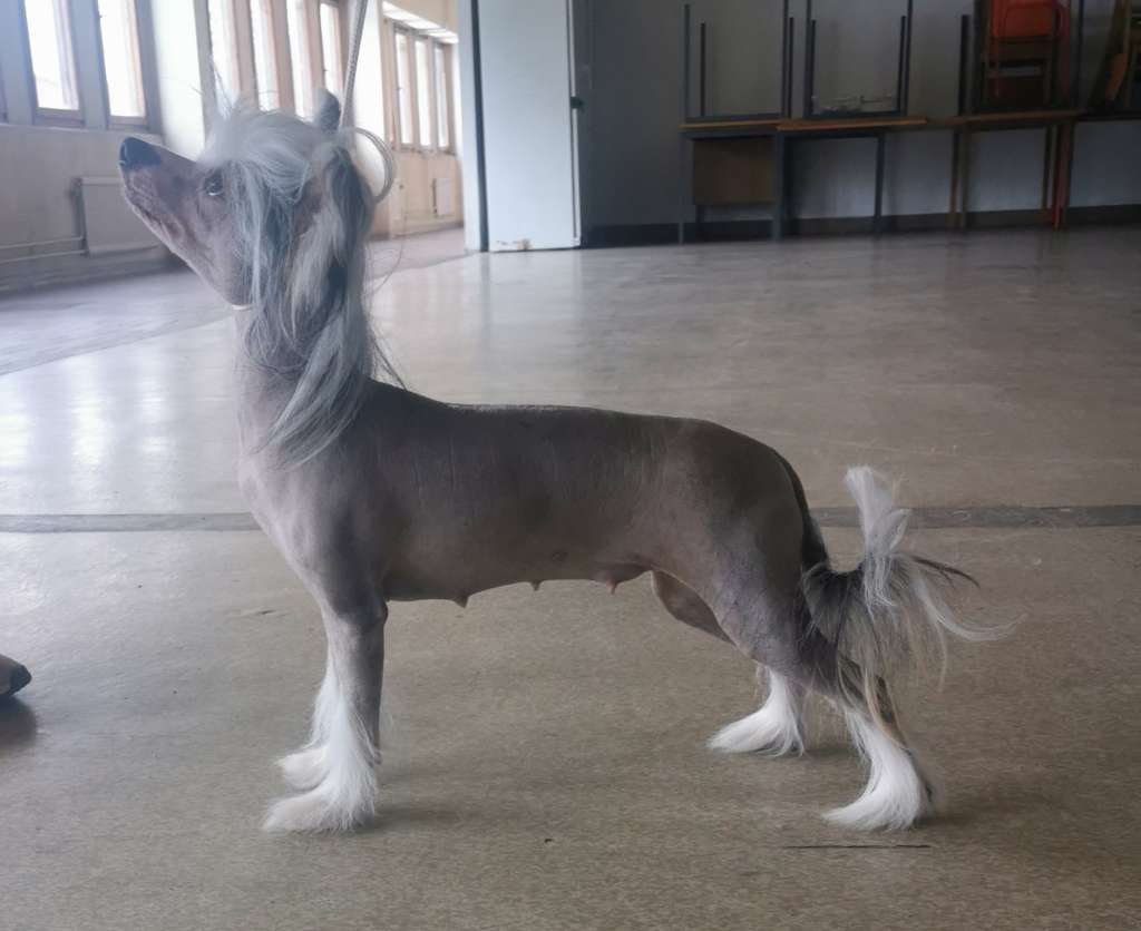 Av DA mia Cuccia Queen Kristina