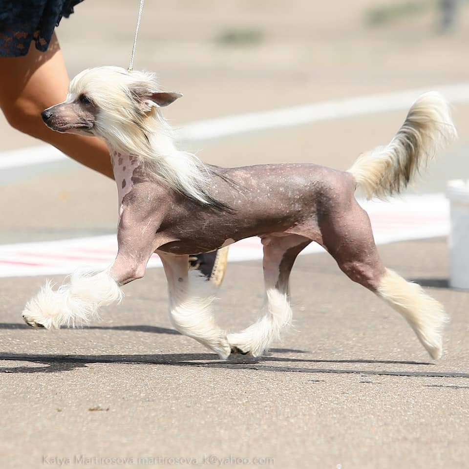 Ilatani Style Infinite Solar Energy