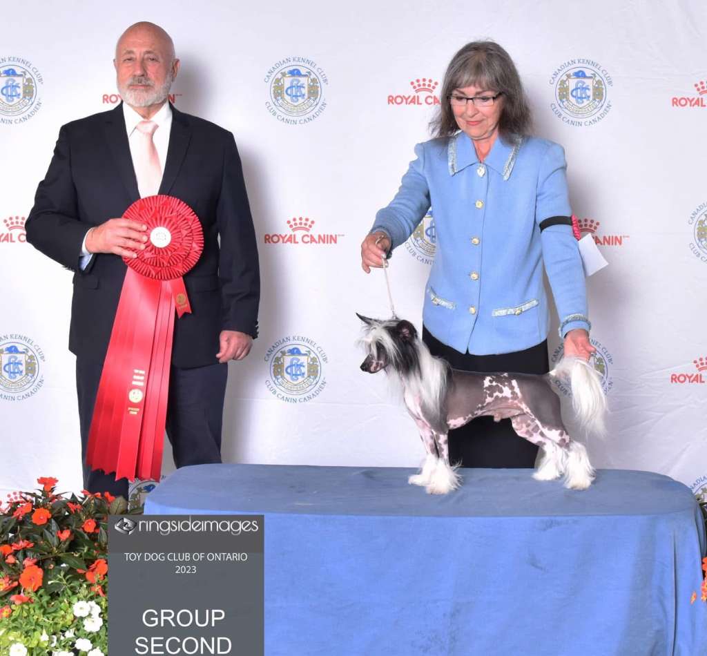 Gchs Am Gch Fiery Fame Vow Of Love