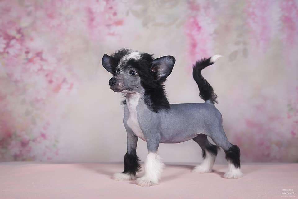 Fiery Fame Viole D*Amore