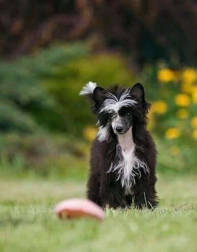 Fiery Fame Viva La Victoria