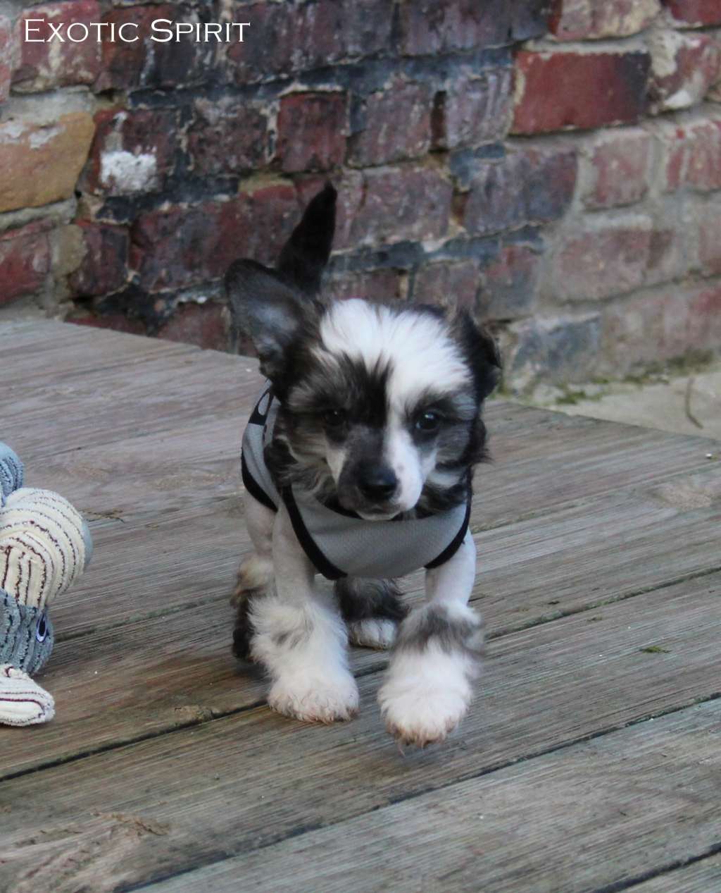 Exotic Spirit Requiem for Warrior