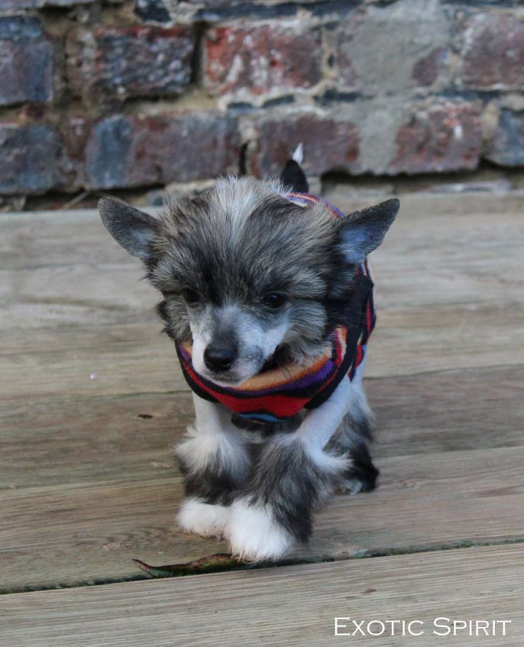 Exotic Spirit Rapper's Delight