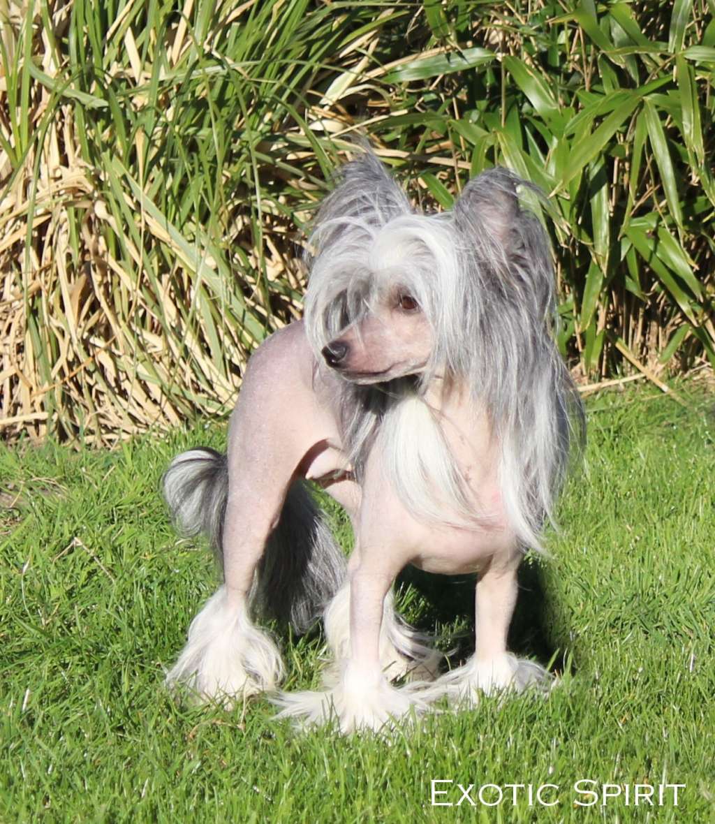 Exotic Spirit Rebellion of Feelings