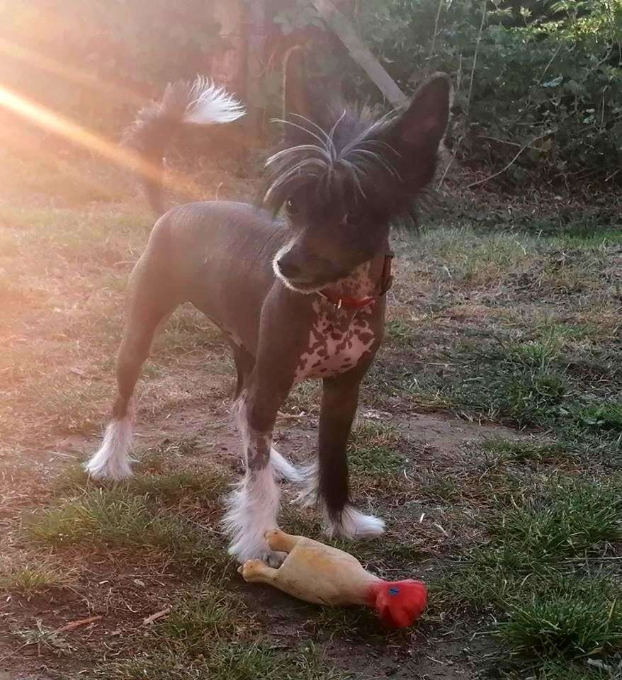 Fundoklia-völgyi Kaszanics Bon-Bon