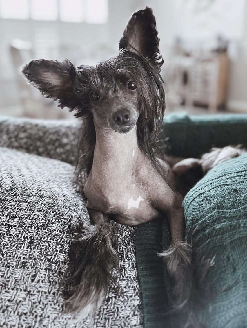 Lina'S Beauty Rarity Crystal Splash