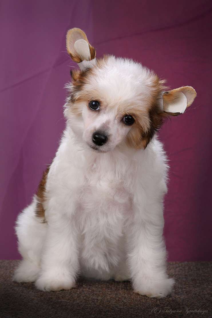 Style Bravo Whitney Teyl