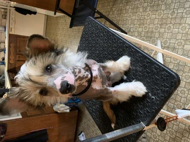 Sterling Little Red Corvette