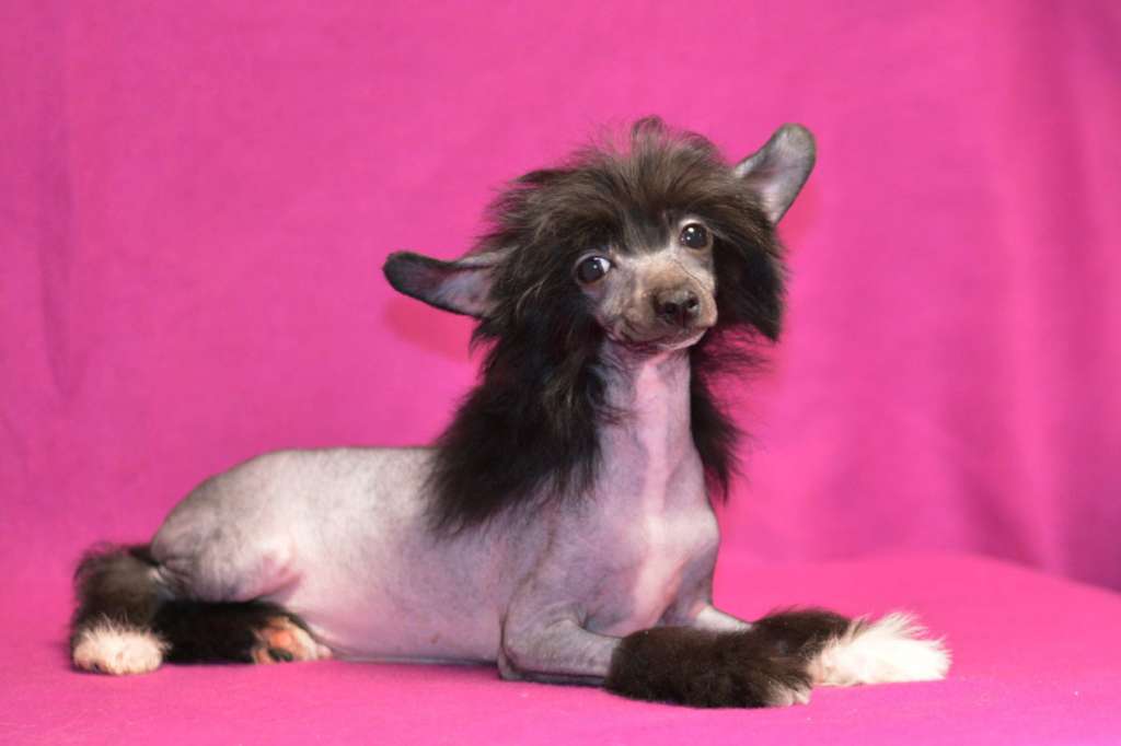 Vellar Pljus Yan Van Cherny Tsvetok