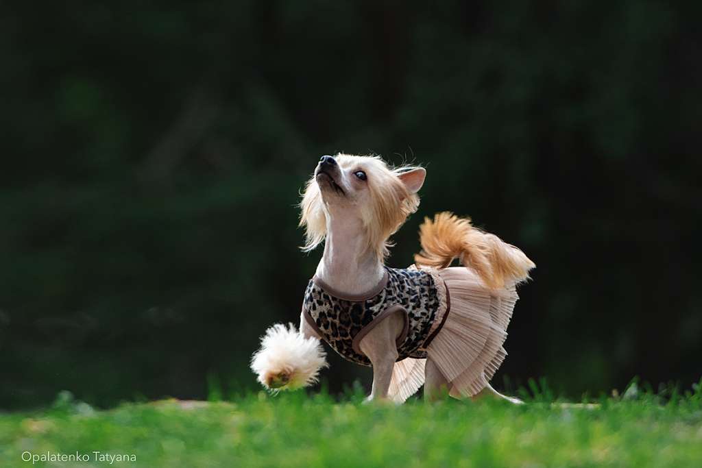 Ilatani Style Kristabel