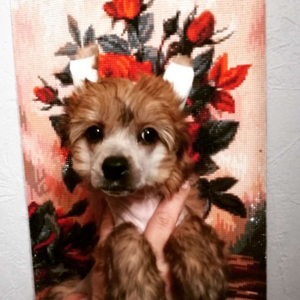 Ilatani Style Karolina Born To Love