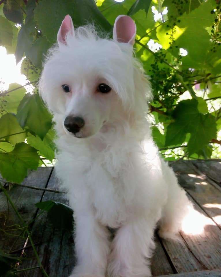 Gvendalin Shefferd Sapfir Book