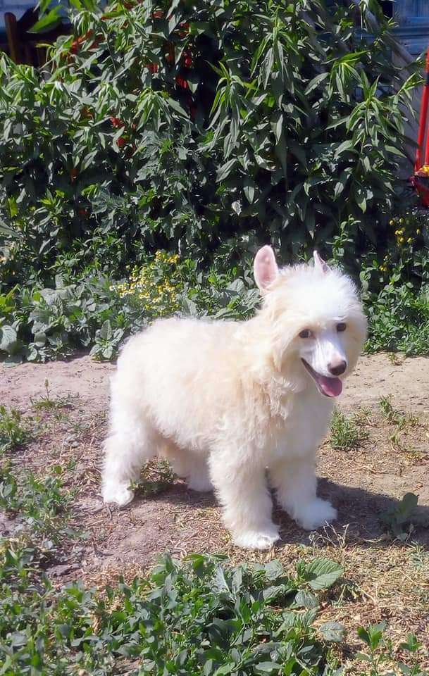 Ganesha Gog Of Prudence