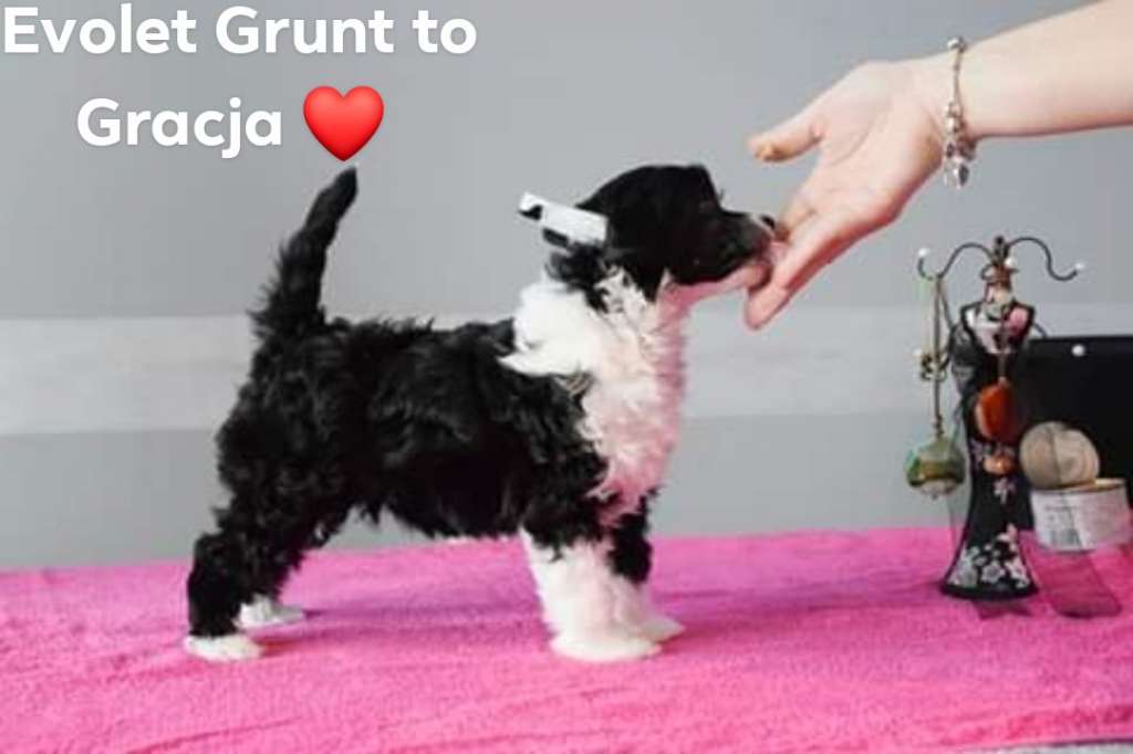 Evolet Grunt To Gracja