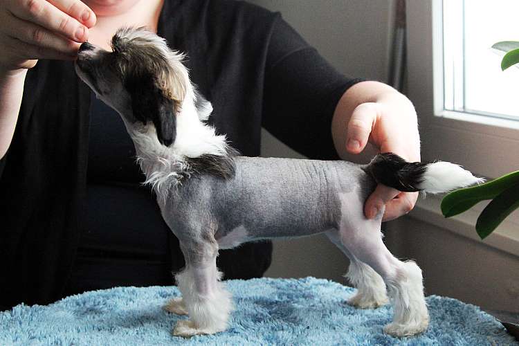 Tinted's A Furious Cocktail