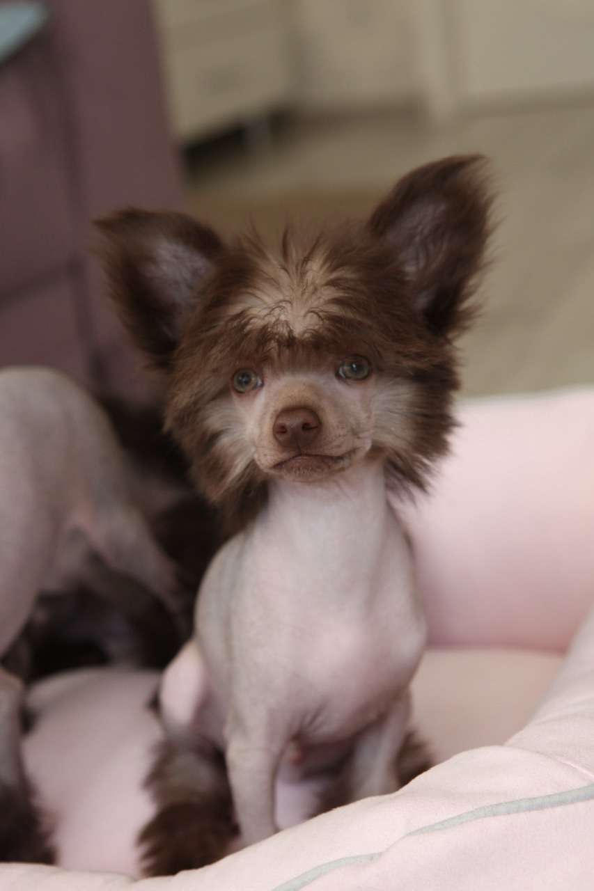 Pride of the night Tico