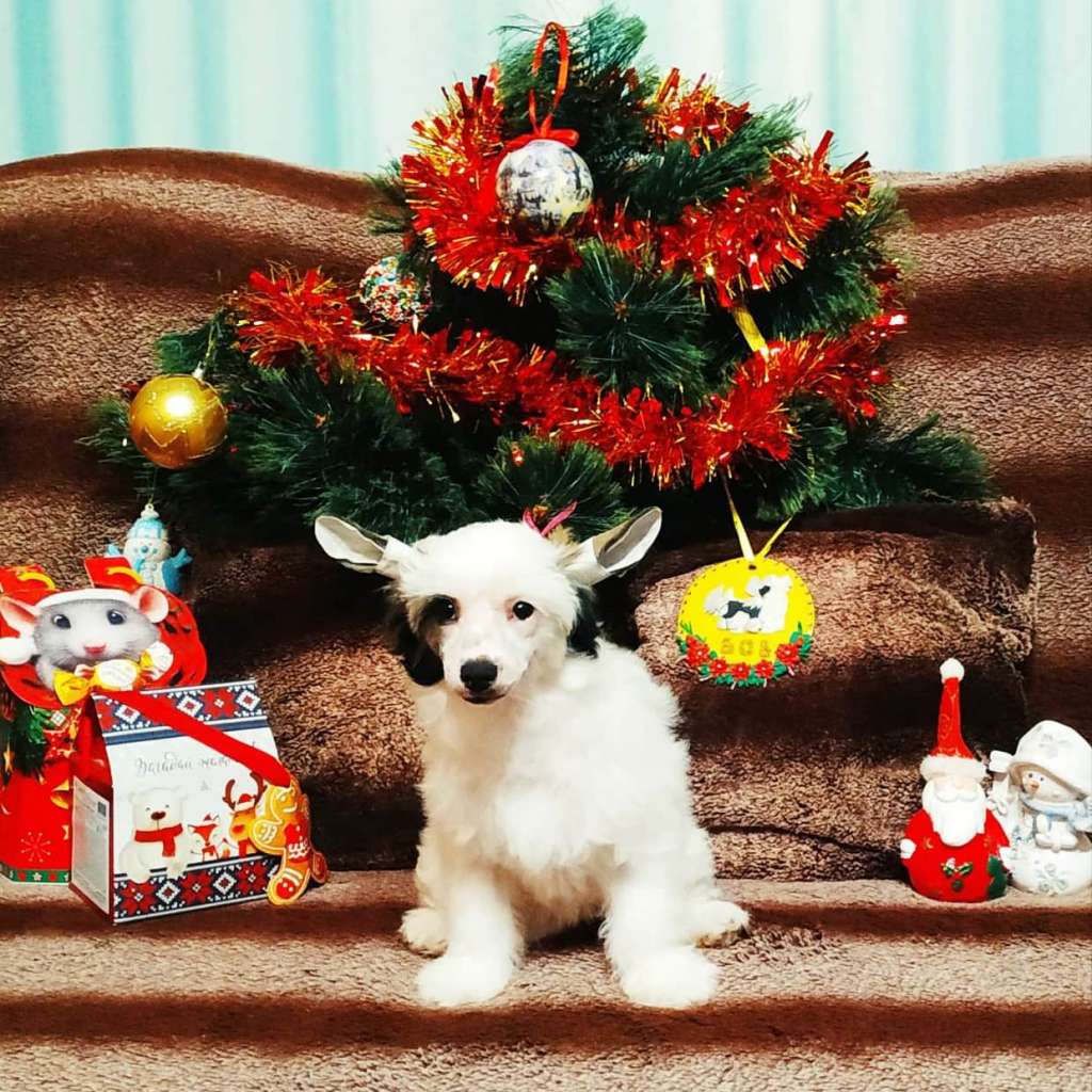 Family Mar'S Janna D'Ark